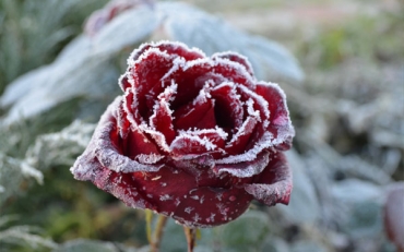 Факторы, влияющие на морозостойкость розы