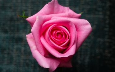 Особенности роз сорта Ревиваль