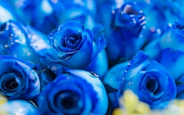 Синие розы для вашего сада