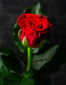 Розы Эль Торо