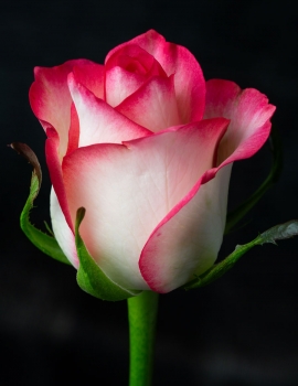 Розы Джумилия