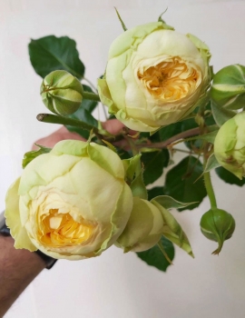 Розы Пион Баблс