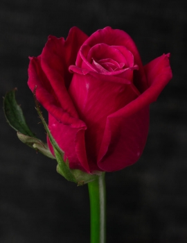 Розы Шангри Ла