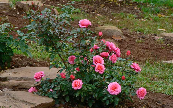 Выбираем место посадки розы в саду