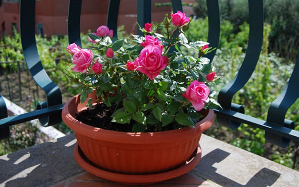 Как вырастить роскошные розы на балконе: лучшие советы и рекомендации