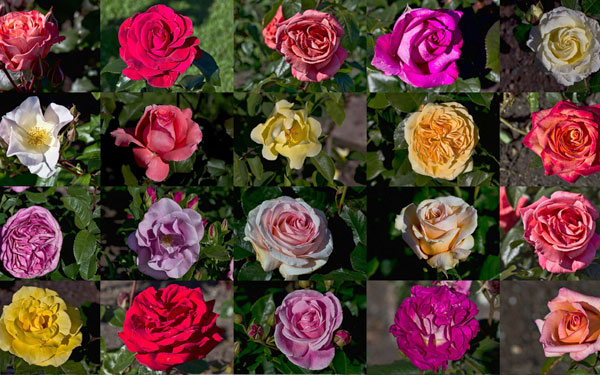 Как выбрать правильный сорт саженцев роз?