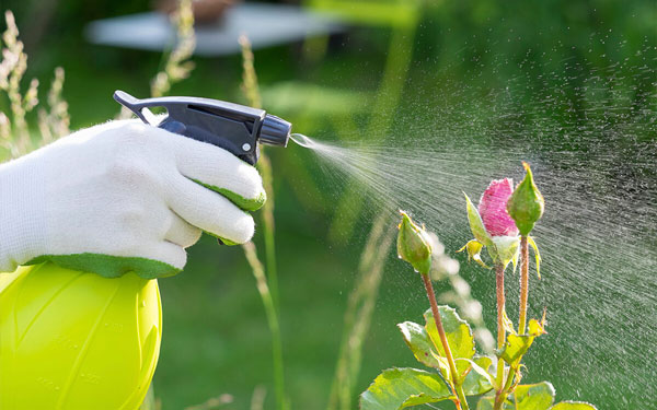 Как защитить розы от вредителей и болезней?