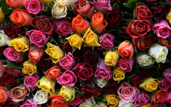 Символизм цветов роз – какие цвета что означают